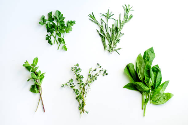 흰색 바탕에 신선한 요리 허브: 로즈마리, 타임, 민트, 바 질, 파 슬 리 작은 움 큼 - herb bouquet garni herbes de provence bouquet 뉴스 사진 이미지