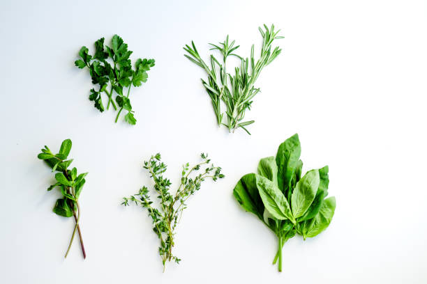 istock Fresh culinary herbs on white background: rosemary, thyme, mint, basil and parsley in small bunches 1030783230