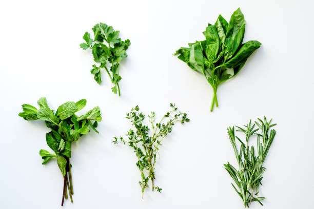 istock Fresh culinary herbs on white background: rosemary, thyme, mint, basil and parsley in small bunches 1030783234