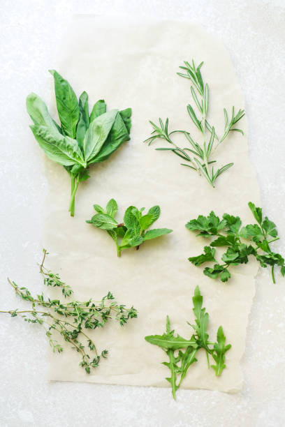 ervas aromáticas frescas sobre fundo branco: alecrim, tomilho, hortelã, rúcula, manjericão e salsa em pequenos cachos. - herb bouquet garni herbes de provence bouquet - fotografias e filmes do acervo