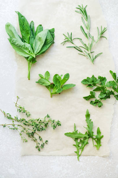 ervas aromáticas frescas sobre fundo branco: alecrim, tomilho, hortelã, rúcula, manjericão e salsa em pequenos cachos. - herb bouquet garni herbes de provence bouquet - fotografias e filmes do acervo