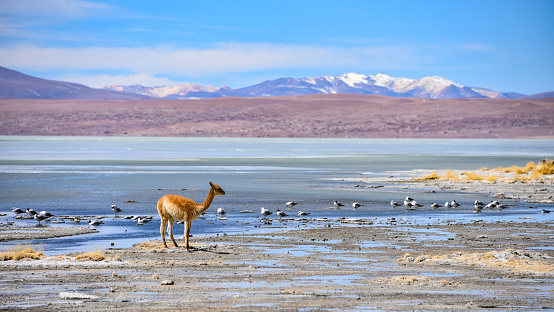 Vicunas and birds grazing on the shores of Laguna Salada, Reserve Eduardo Avaroa, Potosi, Bolivia