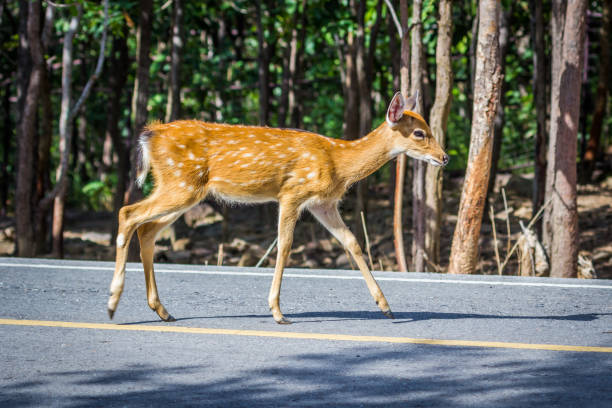 istock Deer crossing the street, 1030787108