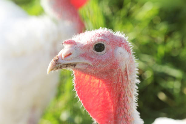 istock White young turkey on a farm 1030787882