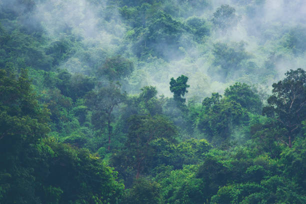istock nature view of deep tropical forest, canopy tree and fog 1030790662