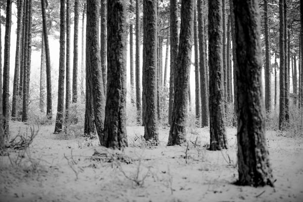 istock snow covered forest ,winter tree wonderland 1030791394