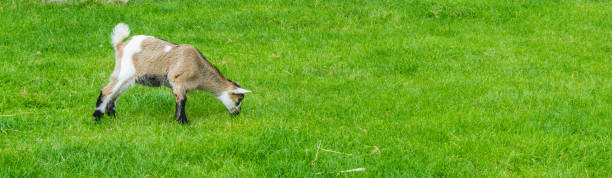 istock white brown goat grazing in pasture panorama banner 1030791512
