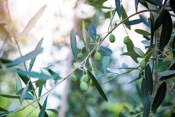 istock Green olives on tree at the summer 1030794620