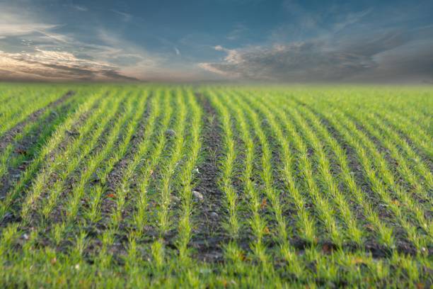istock green field with blue sky 1030795350