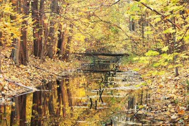 istock small river among the trees in autumn 1030795906