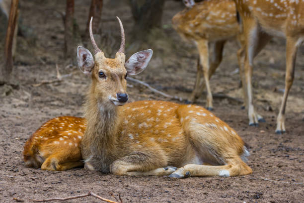 istock Spotted deer sitting and looking the camera 1030795960