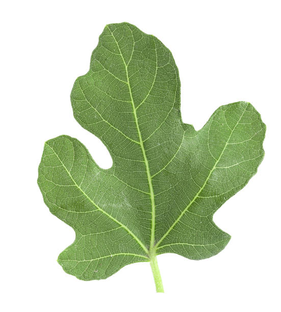 istock fresh green fig leaf isolated on white background 1030798560