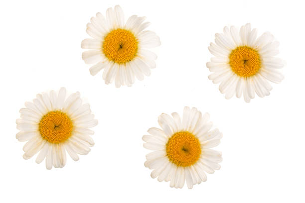 istock four chamomile or daisies isolated on white background. Top view. Flat lay 1030798580