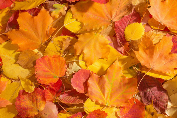 istock background of autumn leaves 1030799016