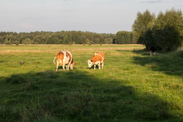 istock cows in the pasture, green grass 1030803308