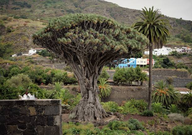 Really ancient and mythologic tree in Tenerife (Spain)