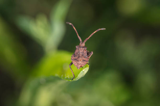 istock Coreus marginatus, living in the nature, view from above 1030806320