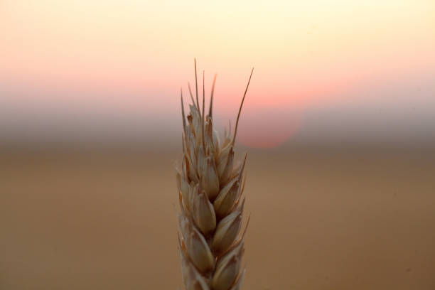 istock Close up of ripe wheat ears against 1030806794