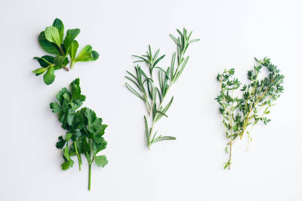 ervas frescas em fundo branco: alecrim, tomilho, hortelã e salsa em pequenos grupos isolados - herb bouquet garni herbes de provence bouquet - fotografias e filmes do acervo