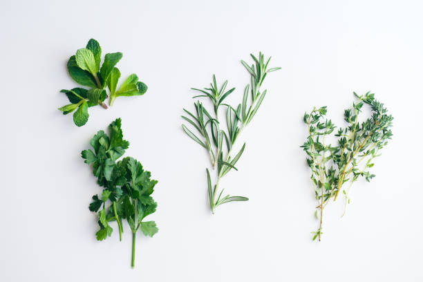 ervas frescas em fundo branco: alecrim, tomilho, hortelã e salsa em pequenos grupos isolados - herb bouquet garni herbes de provence bouquet - fotografias e filmes do acervo