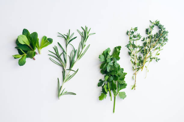 흰색 바탕에 신선한 허브: 로즈마리, 타임, 민트, 파 슬 리 작은 고립 된 움 큼 - herb bouquet garni herbes de provence bouquet 뉴스 사진 이미지
