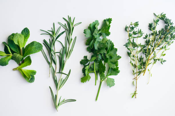 흰색 바탕에 신선한 허브: 로즈마리, 타임, 민트, 파 슬 리 작은 고립 된 움 큼 - herb bouquet garni herbes de provence bouquet 뉴스 사진 이미지