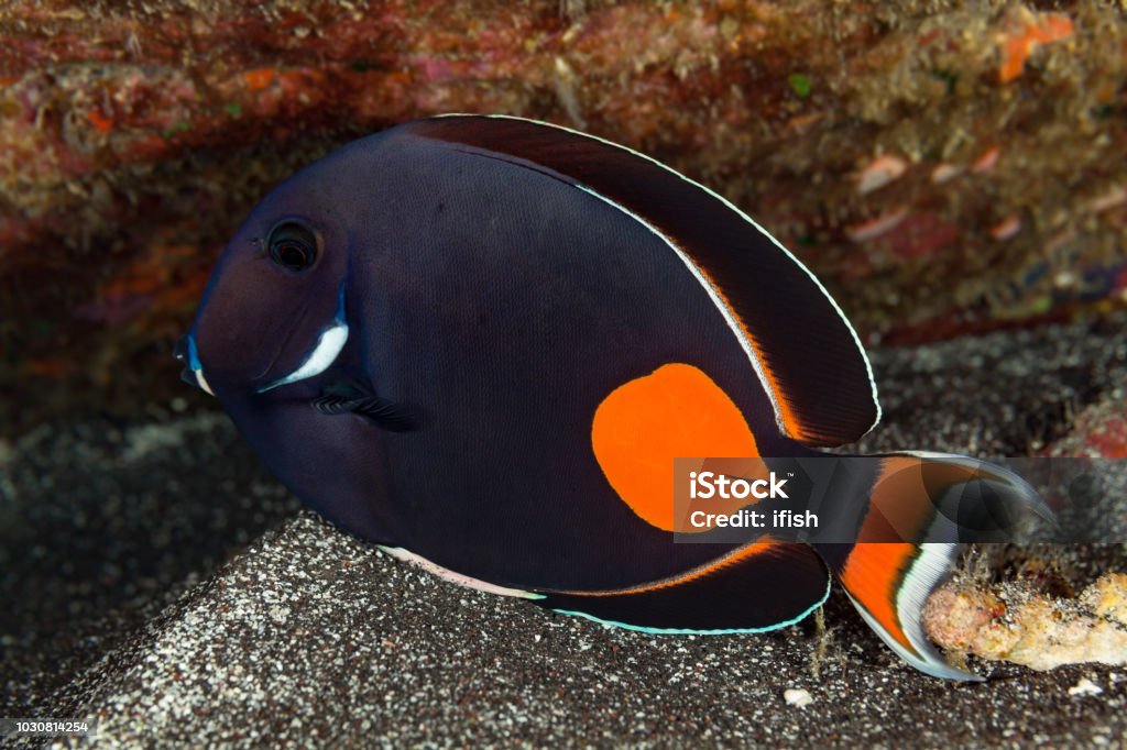Achilles Tang Acanthurus achilles by Night under a Bolder, Big Island, Hawaii Achilles Tang Acanthurus achilles occurs in the Western Pacific in the oceanic islands of Oceania to the Hawaiian and Pitcairn islands and in the Eastern Central Pacific at southern tip of Baja California, Mexico generally in very shallow waters in less than 5m to 10m, but this specimen was hiding by night in the current under a bolder at 13m depth.
The large orange area is often cited as an example of warning coloration. Max. length 24cm

USA, Hawai'i, West Coast Big Island at 13m depth
19°29'48.719" N 155°57'0.588" W Achilles Tang Fish Stock Photo
