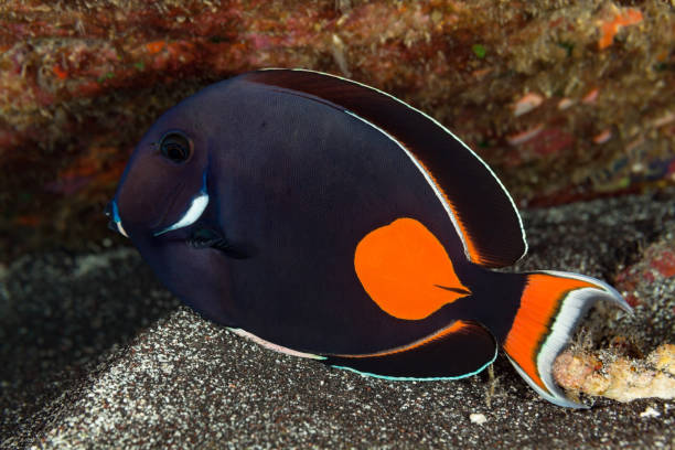 Achilles Tang Acanthurus achilles by Night under a Bolder, Big Island, Hawaii Achilles Tang Acanthurus achilles occurs in the Western Pacific in the oceanic islands of Oceania to the Hawaiian and Pitcairn islands and in the Eastern Central Pacific at southern tip of Baja California, Mexico generally in very shallow waters in less than 5m to 10m, but this specimen was hiding by night in the current under a bolder at 13m depth.
The large orange area is often cited as an example of warning coloration. Max. length 24cm

USA, Hawai'i, West Coast Big Island at 13m depth
19°29'48.719" N 155°57'0.588" W acanthurus achilles stock pictures, royalty-free photos & images