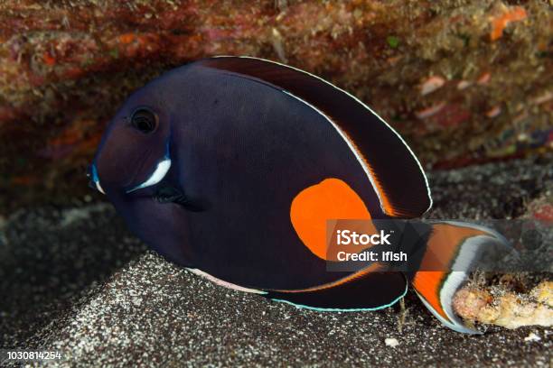 Achilles Tang Acanthurus Achilles By Night Under A Bolder Big Island Hawaii Stock Photo - Download Image Now