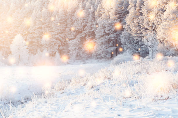 istock Shining magic snowflakes fall on snowy forest in sunlight. Christmas background. Winter nature landscape. Christmas trees and pines covered white snow. 1030817928