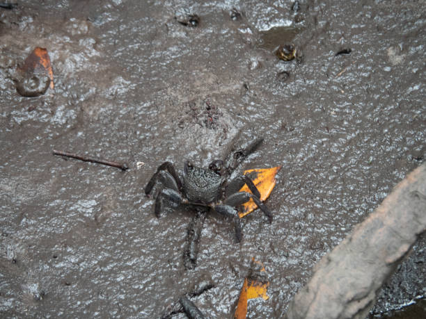istock Sesarma mederi crab at Kung Krabean, Thailand 1030819330