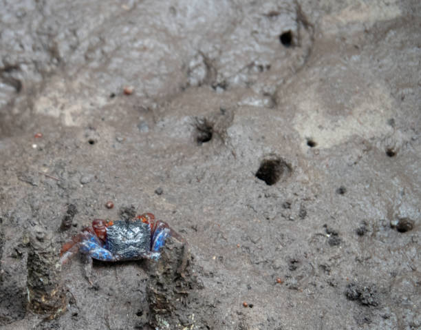 istock Sesarma mederi crab at Kung Krabean, Thailand 1030819334