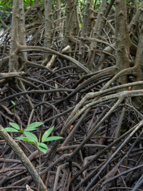 istock Mangrove forest at Kung Krabean, Chantraburi 1030819392