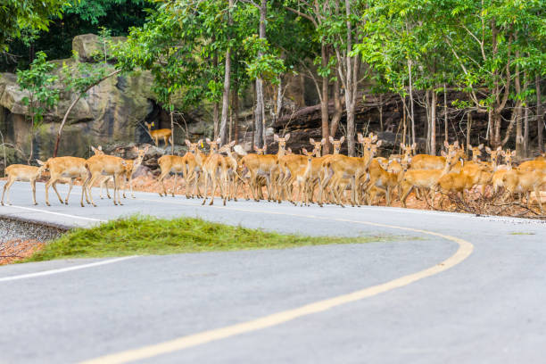 istock deer crossing the street 1030821652