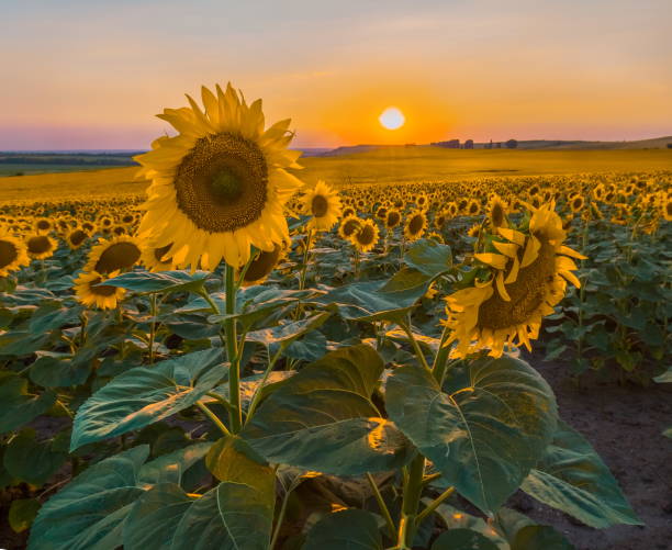 istock sunflower. Sunset on a sunflower field. 1030822140