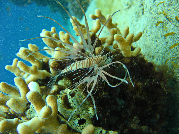 istock view of the corals and Devil firefish in the Red Sea 1030826634