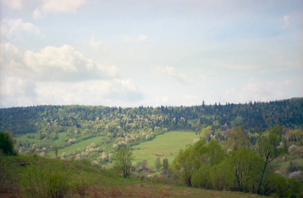 istock Spring forest and meadow. Shot on film 1030831882