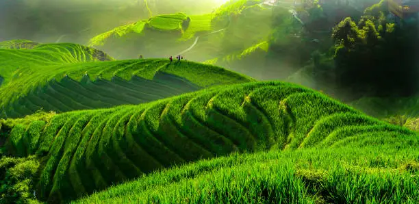 Rice paddy in Longsheng,Guilin,Guangxi,China
