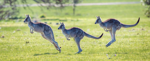 イースタン グレー カンガルー バウンディング ホッピング アクションを表示 - kangaroo ストックフォトと画像