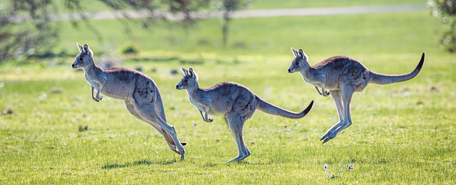 Eastern Grey Kangaroo showing bounding hopping action