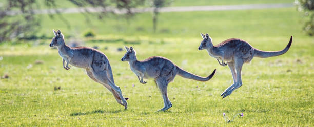 Eastern Grey Kangaroo showing bounding hopping action Eastern Grey Kangaroo showing bounding hopping action kangaroo stock pictures, royalty-free photos & images