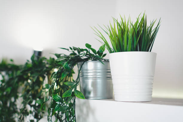 istock Green plants in white pots 1030835828