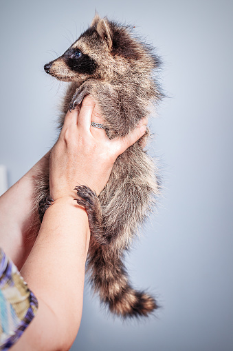 Funny little young raccoon in the woman hands