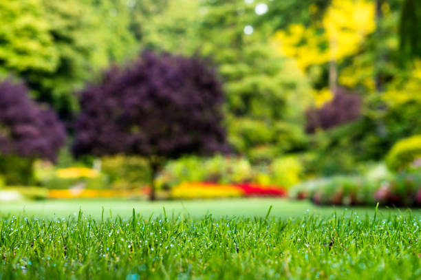 istock Grass closeup at the garden 1030837174