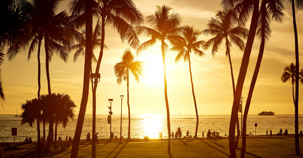 istock Palm Tree Silhouette at Sunset, Hawaii, USA 1030840996