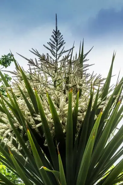 Photo of Yuka palm trees flowering