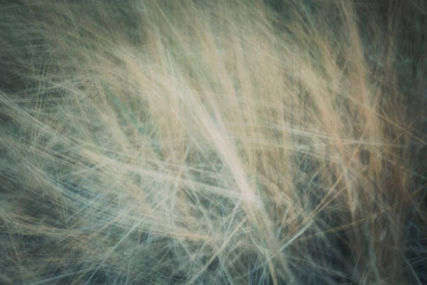 istock artistic moving blurred background of long grass 1030847276