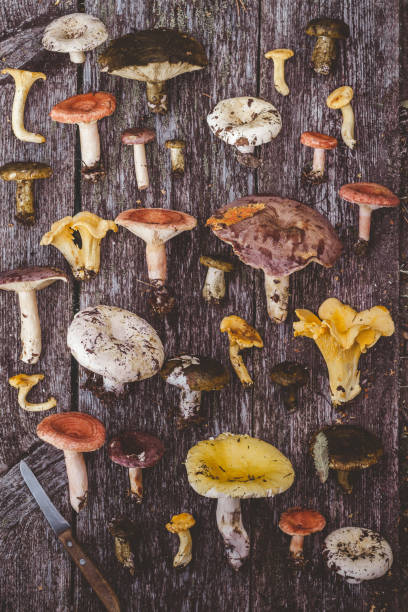 comida e bebida. - chanterelle edible mushroom mushroom freshness - fotografias e filmes do acervo