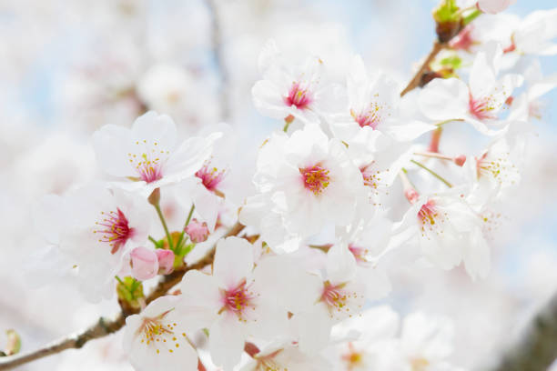istock landscape of the cherry blossom 1030854038