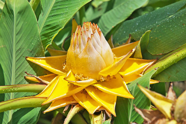 Chinese yellow banana